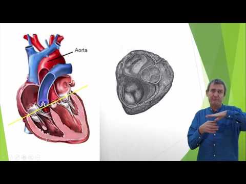 Cirkulationsorganen 3 Hjärtat