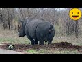 ANIMALS FARTS FUNNY VIDEO 1
