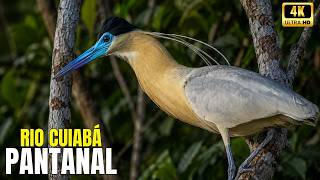 Rio Cuiabá - O Coração Pulsante do Pantanal - Natureza Brasil
