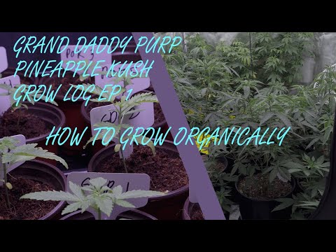 How I Grow Grand Daddy Purple And PineApple Kush Organically (GDP PAK GROW LOG EP 1)