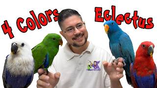 4 Colors of Eclectus - Same Parrot in Different Colors!