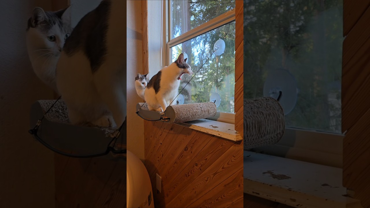 Enlarge HuffleScruff, an adoptable Domestic Short Hair in Lacey, WA video 5/5