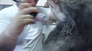 Canal TOSA BRASIL - Tosa Pet para Poodle - by Higor Soto