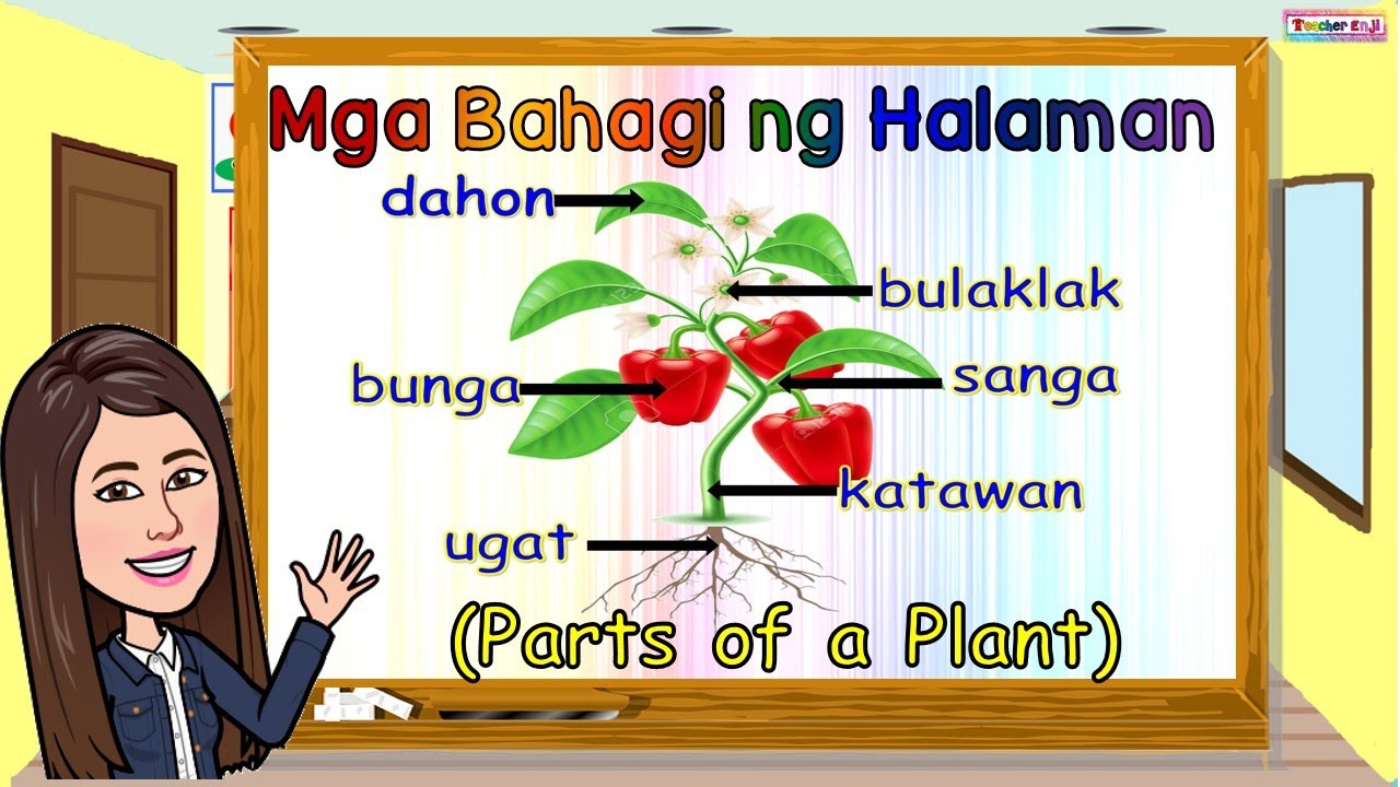 MGA BAHAGI NG HALAMAN | PARTS OF A PLANT