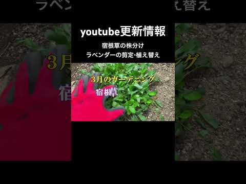 庭の土にラベンダーを植える方法