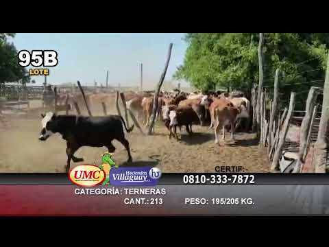 Lote 213 Terneras en Empedrado, Corrientes