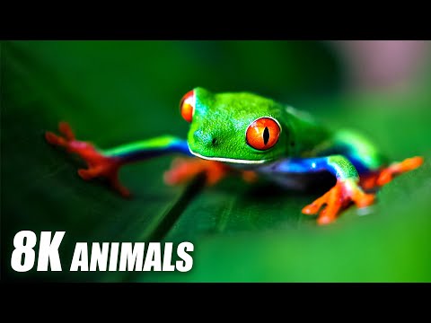 Exclusive Animals Collection 8K HDR 60FPS ULTRA HD