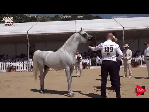 Menton 2019 - 4-6 Years Old Stallions (Class 9)
