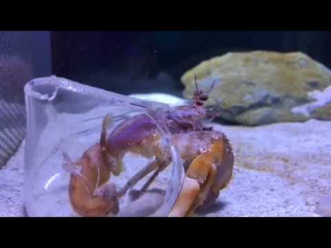会計学科 優雅泳ぐ海亀水族館と姫路城