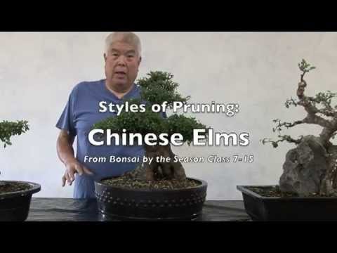 3 Styles of Pruning Chinese Elm