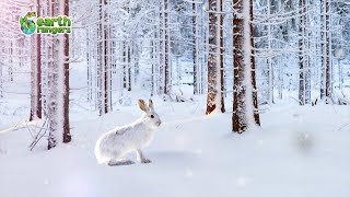 Earth Rangers is helping the Snowshoe Hare!