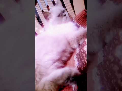 Himalayan cat🥰🥰🥰