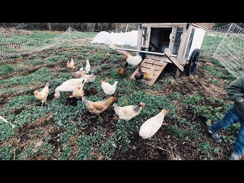 Chickens ‘Gang Up’ to Prepare Land For My Orchard