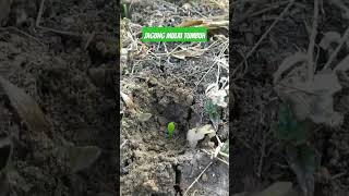 Download lagu mulai menanam jagung #shorts #petani #jagung  #petanijagung #tanam mp3
