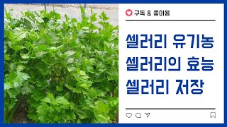 #셀러리 유기농 재배 #셀러리의 효능과 저장 방법