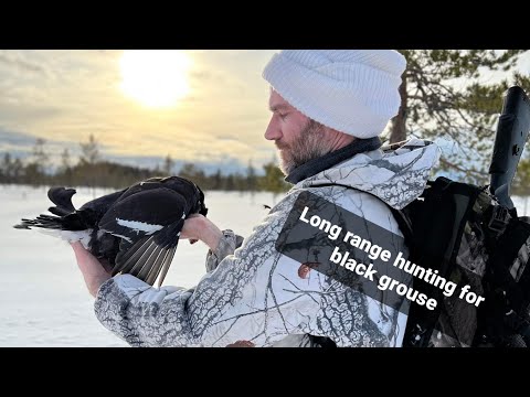 The last long range hunting for black grouse & capercaillie