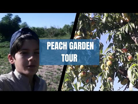 Peaches Garden Tour🍑🍑 ||Beauty Of Nature ||May,2024