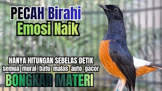 Download lagu PANCINGAN murai Batu FIGHTER NEMBAK MEWAH GANAS !! Jadikan semua murai mental Ngedrop AUTO EMOSI mp3