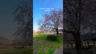 Download lagu White sakura #dangdut #dangdutkoplo #music #koplo #musik #happyasmara #travel #heppyasmara #viral mp3