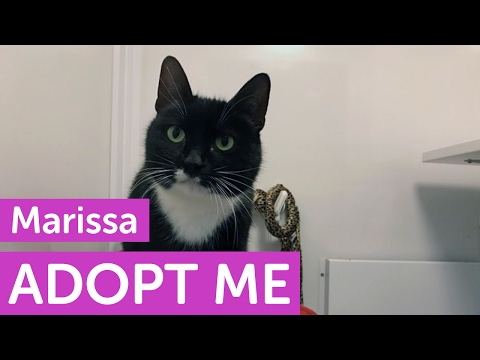 Adopt Marissa | Cats | The Mayhew