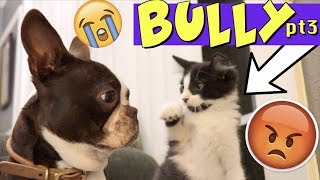 Kittens won't stop bullying Boston Terrier Puppy PART 3 | TRY NOT TO LAUGH