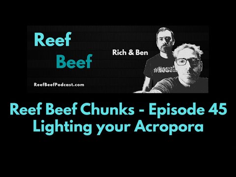 Lighting your Acropora - Reef Beef Chunks - Episode 45