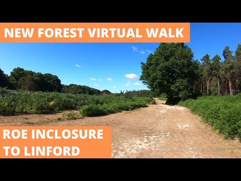 NEW FOREST VIRTUAL WALK : ROE INCLOSURE TO LINFORD (4K)