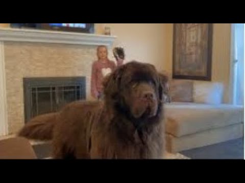 Watch out! Huge Newfoundland wants to plays catch with family