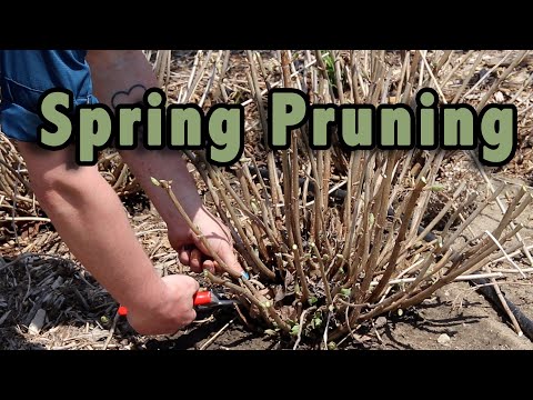 Spring Pruning: Everything You Need To Get Your Plants Properly Pruned
