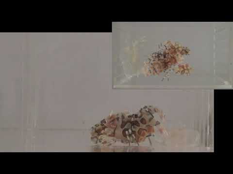 海中拳擊手的私生活–油彩蠟膜蝦的生殖週期影像紀錄 影2 交配