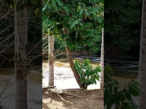 Corredeiras em Presidente Figueiredo, Amazonas #wildlife