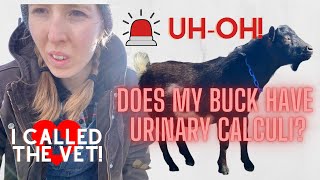 Treating My Buck for Mineral Deficiencies (and What Is Urinary Calculi?)