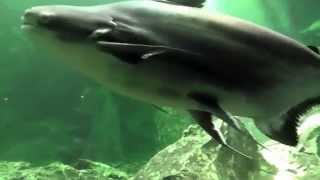 preview picture of video 'Giant Pangasius,Chao Praya Giant Catfish, Wang Pla Aquarium, Bang Sai'