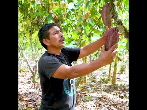 TESTIMONIO CULTIVO DE CACAO