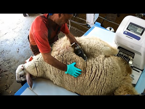 BIGGEST Overgrown RAM🐑 - Satisfying Modern Wool Shearing