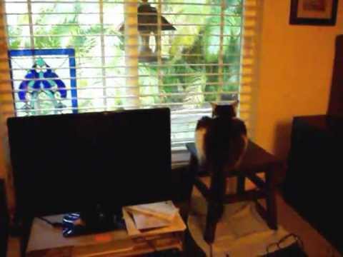 Tick Tock cat  (polka)