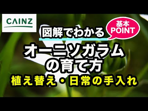 オシネブレルス・イノルナトゥスについて詳しく解説