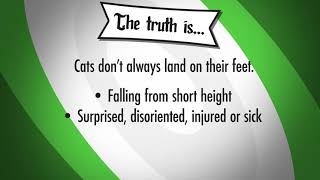 Debunked: Cats Always Land On Their Feet