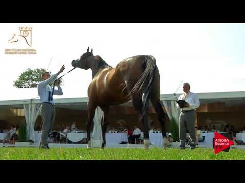N.63 FORGISSIMA - 2017 Pride Of Poland - 4/6 Years Old Mares (Class 7A)