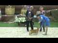 Female Champion At The Russian WCP Club National Specialty 02 05 16