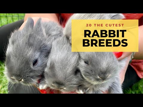 20 The Cutest & The Best Pet Rabbit Breeds In The World