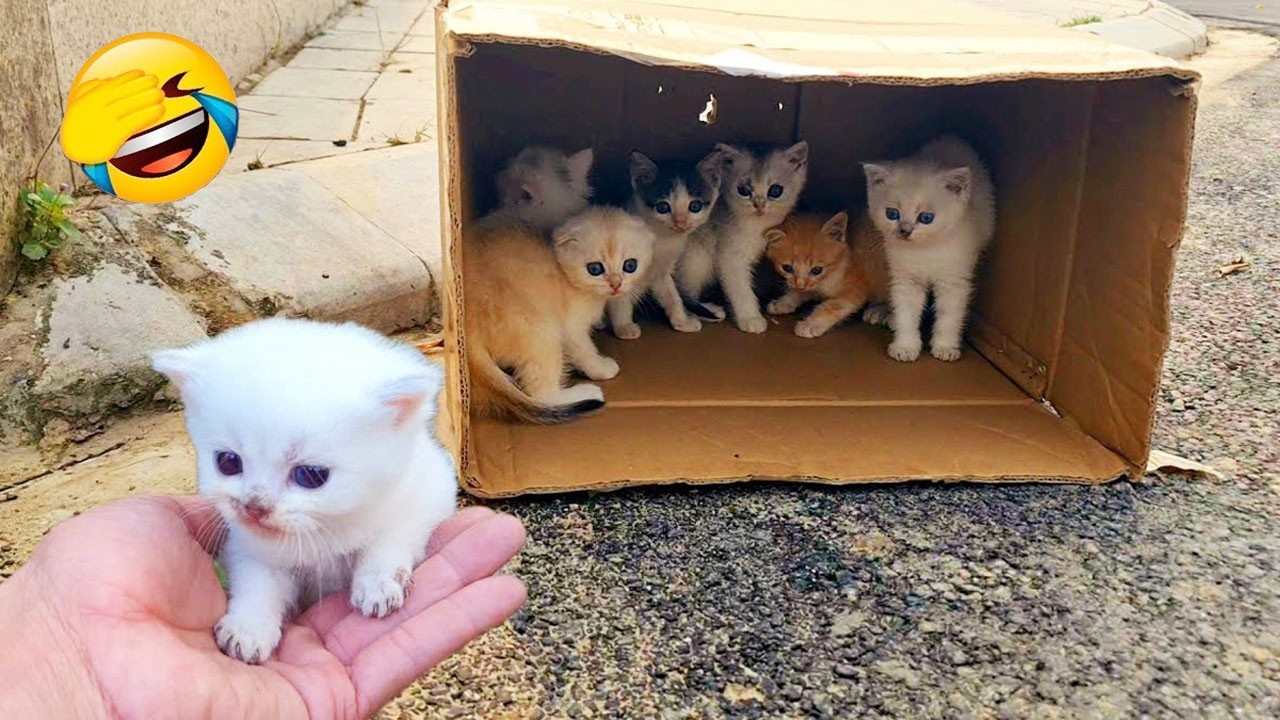 2026年のおもしろ動物ベスト😂 最も面白い猫と犬😻🐶