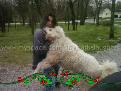 Mark Slaughter and his gorgeous dog Bubba