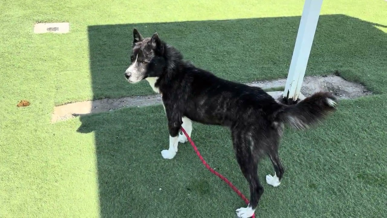 Enlarge HOPPER, a Adoptable mixed breed in Wasco, CA video 6/6