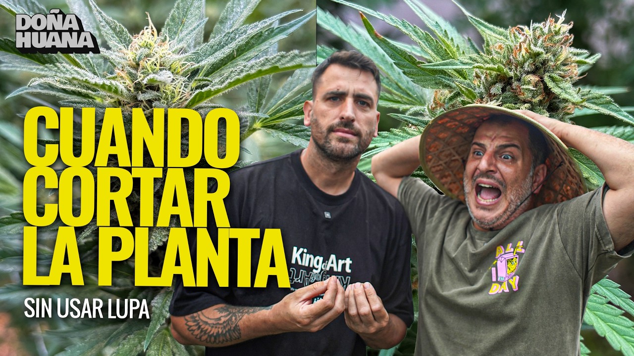 Cosecha perfecta SIN LUPA: Las claves que todo cultivador debe conocer