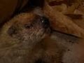 Groundhog Loves Wine | Call of the Wildman