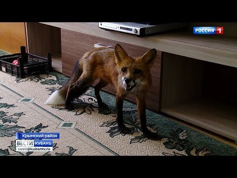 Лиса поселилась в квартире у жительницы Крымска