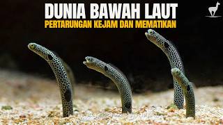 Download lagu Metropolitan Bawah Laut: Pertarungan Para Penghuni Kejam dan Brutal mp3