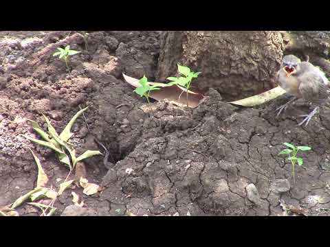 2. A fallen kite  chick in the garden recovers but  unable to fly : still protected by elders