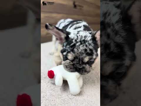 Video 2